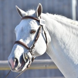 Solde PV Pixies Leam Pondi SL 2026