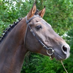 Solde PV Minotauros 2026