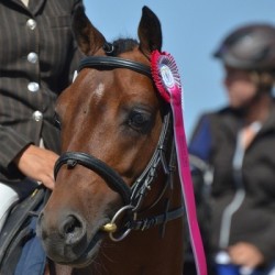 Solde PV Jowourits 2026