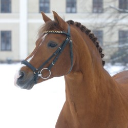 Carte de saillie Brooklands Moonwalker SL