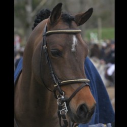 Carte de saillie Emmickhoven's Diego SL