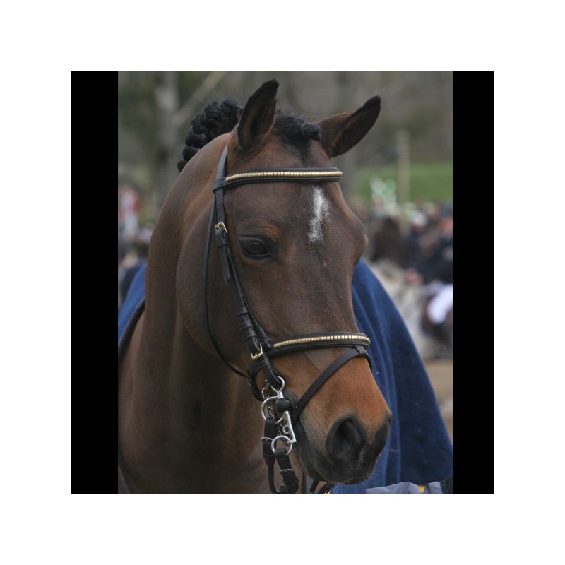 Carte de saillie Emmickhoven's Diego SL